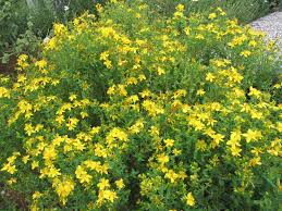 St. John's Wort